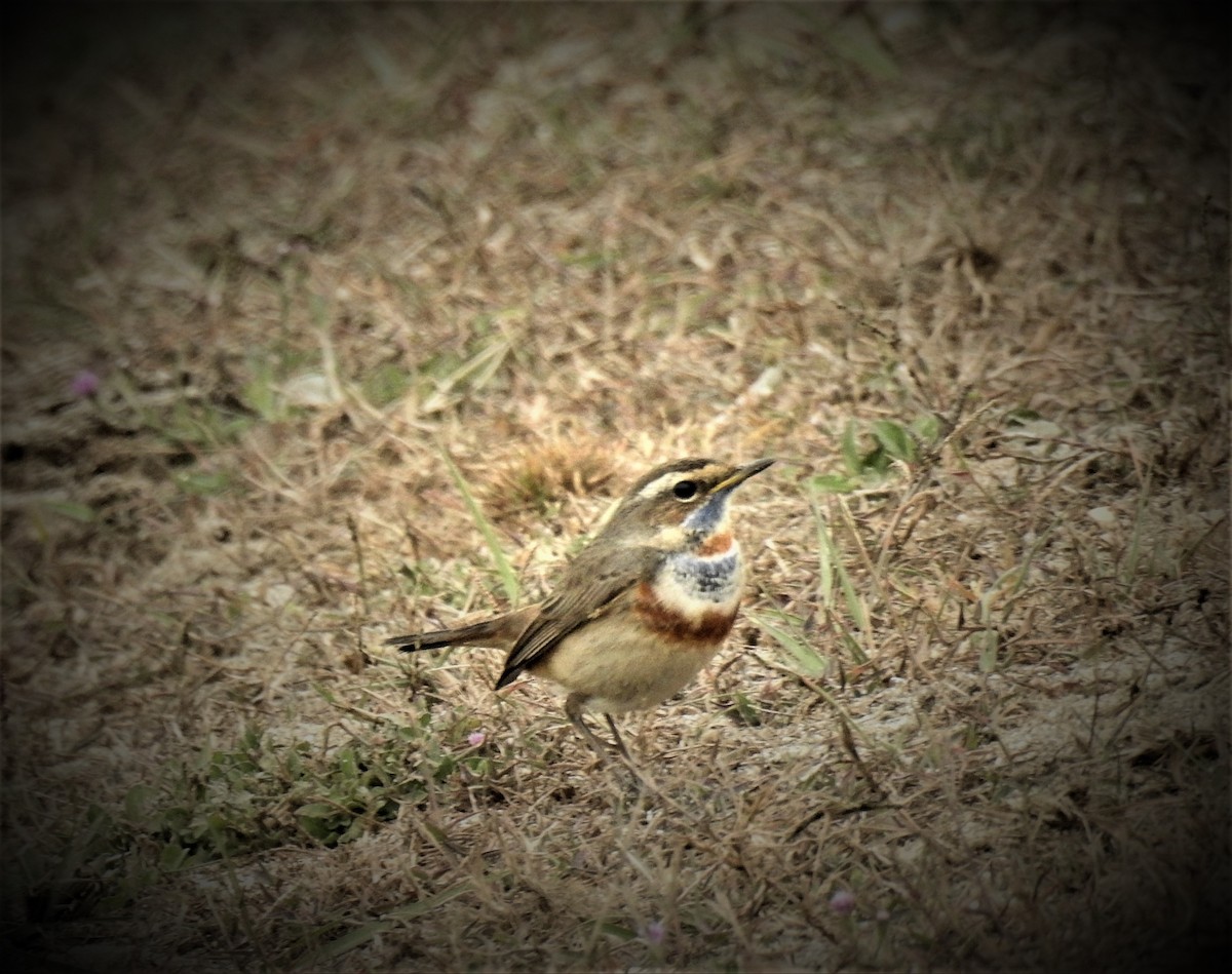 Bluethroat - ML481774191