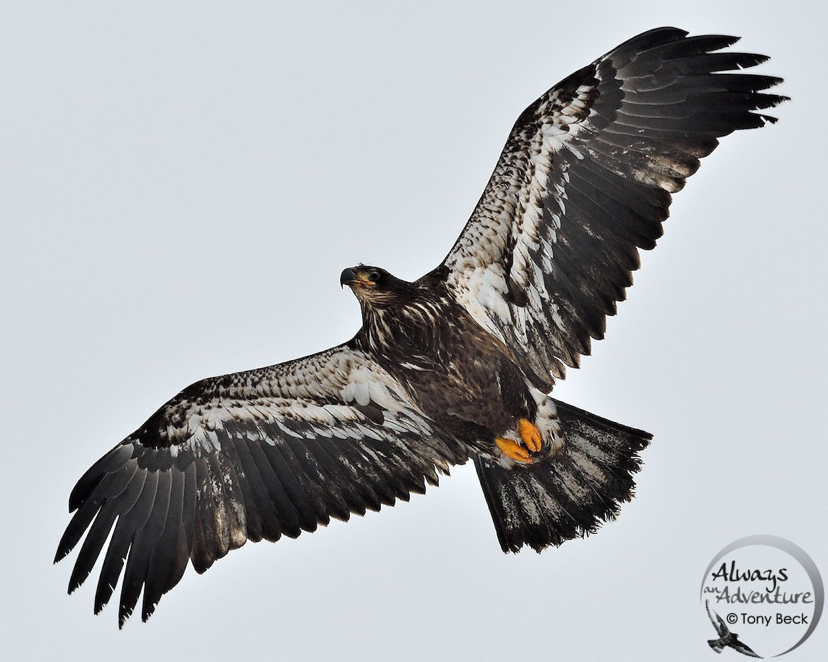 Bald Eagle - Always An Adventure Inc. Team