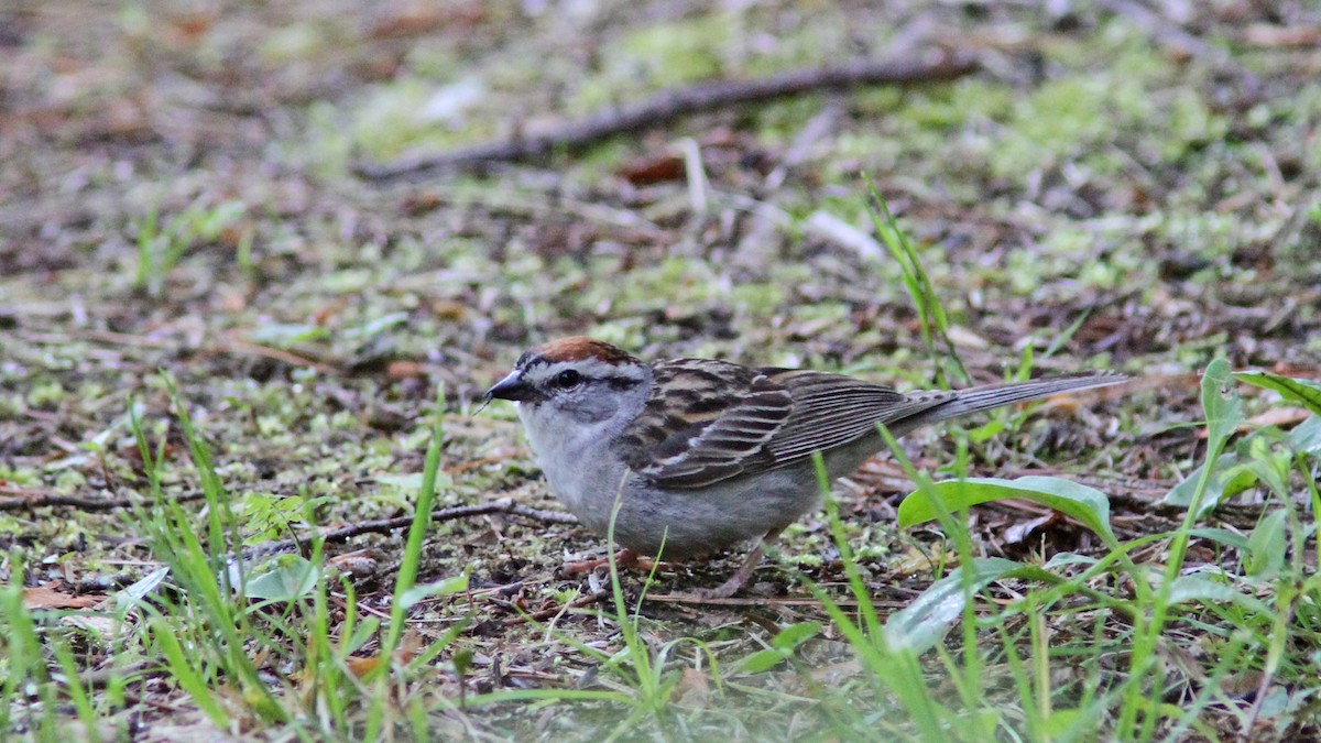 Chipping Sparrow - ML48177531