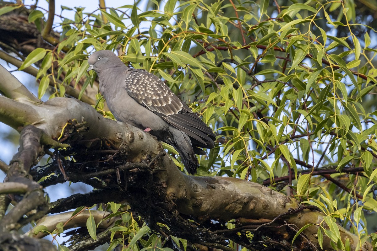 Pigeon tigré (maculosa) - ML481775501