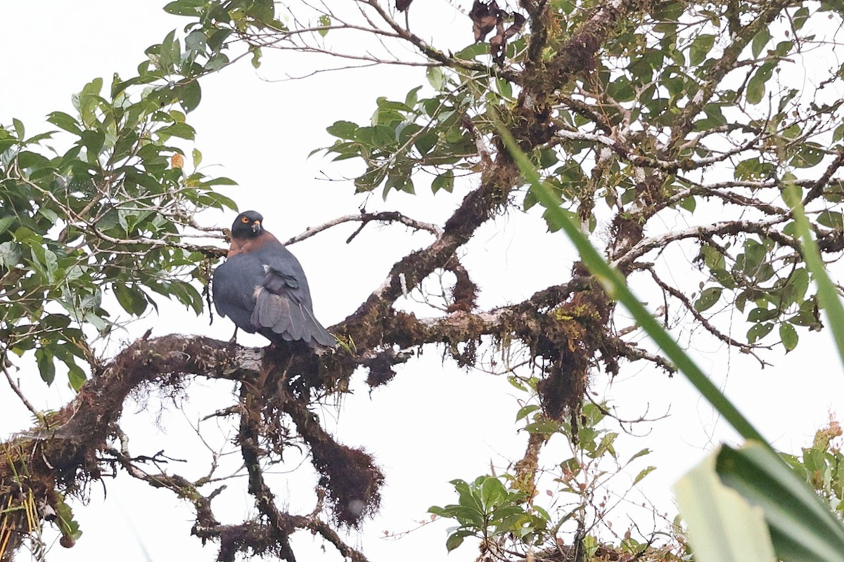 Black-mantled Goshawk - ML481775641