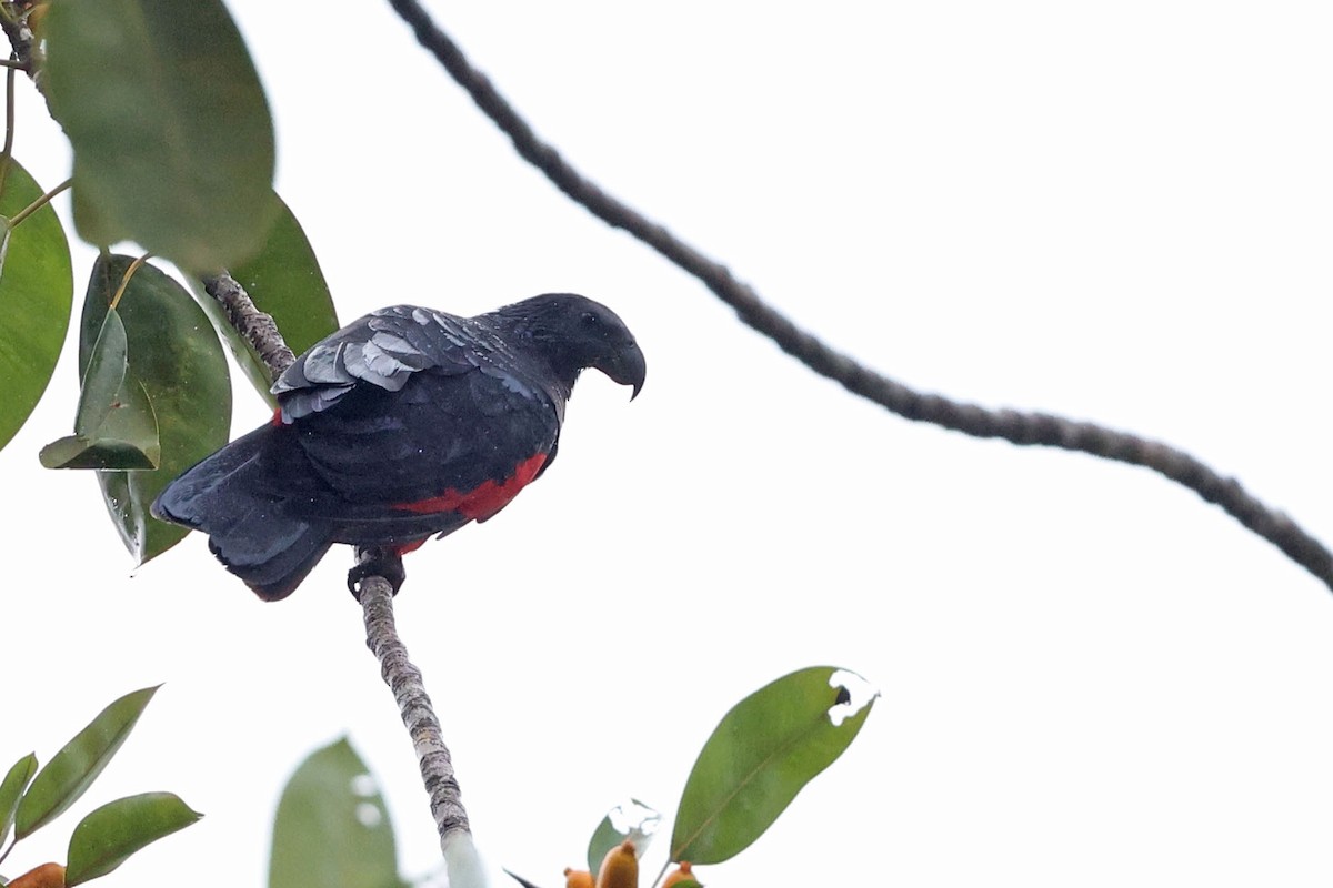 Pesquet's Parrot - ML481775681