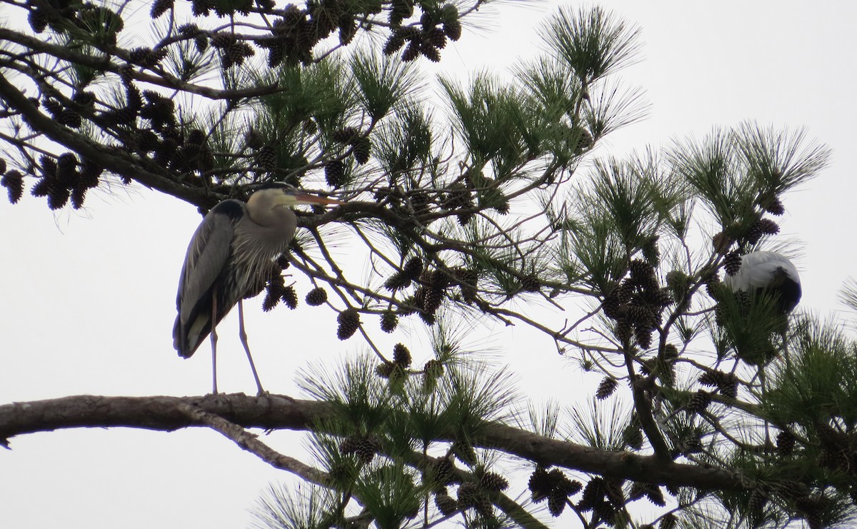 Great Blue Heron (Great Blue) - ML48177601