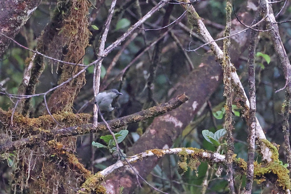 Thick-billed Berrypecker - ML481776161