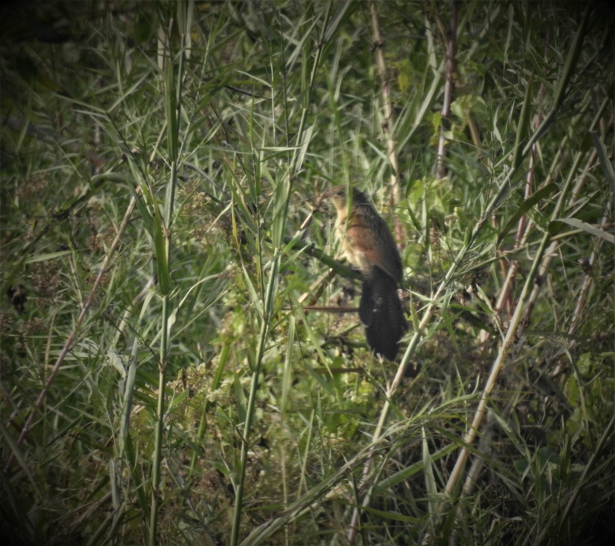 Lesser Coucal - ML481776641