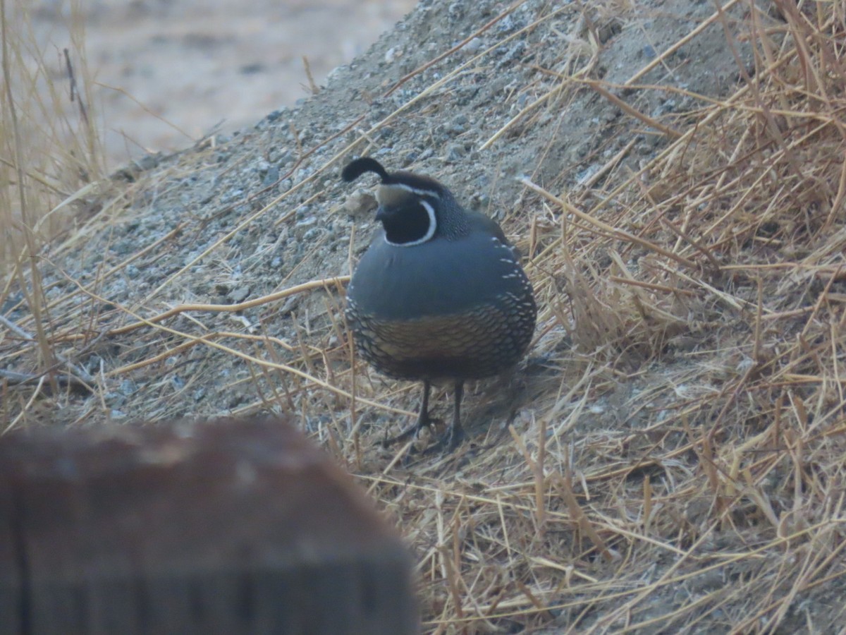 California Quail - Ann Letzel