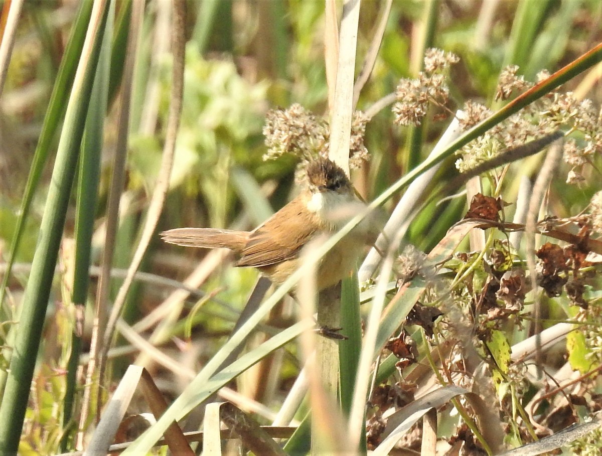 Paddyfield Warbler - Sahana M