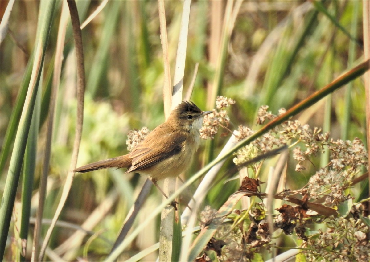 Paddyfield Warbler - ML481776981