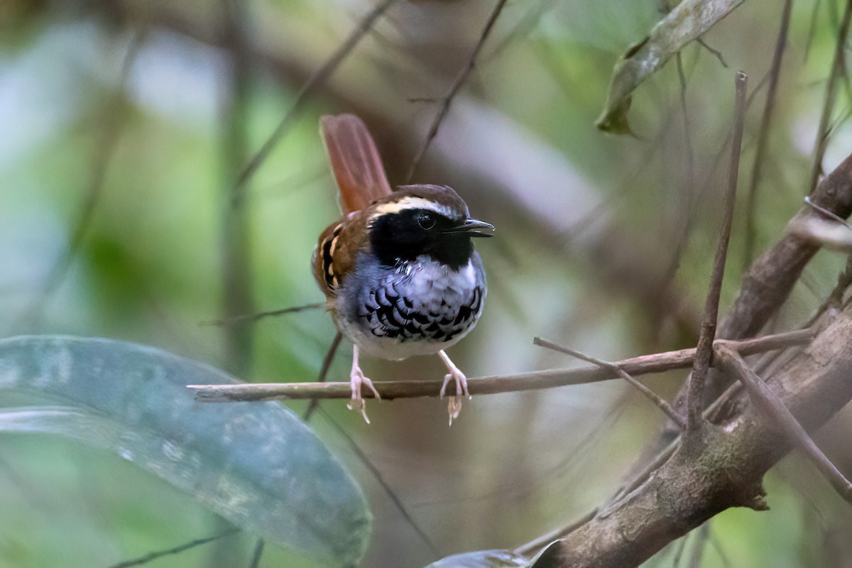 White-bibbed Antbird - Kevin Berkoff