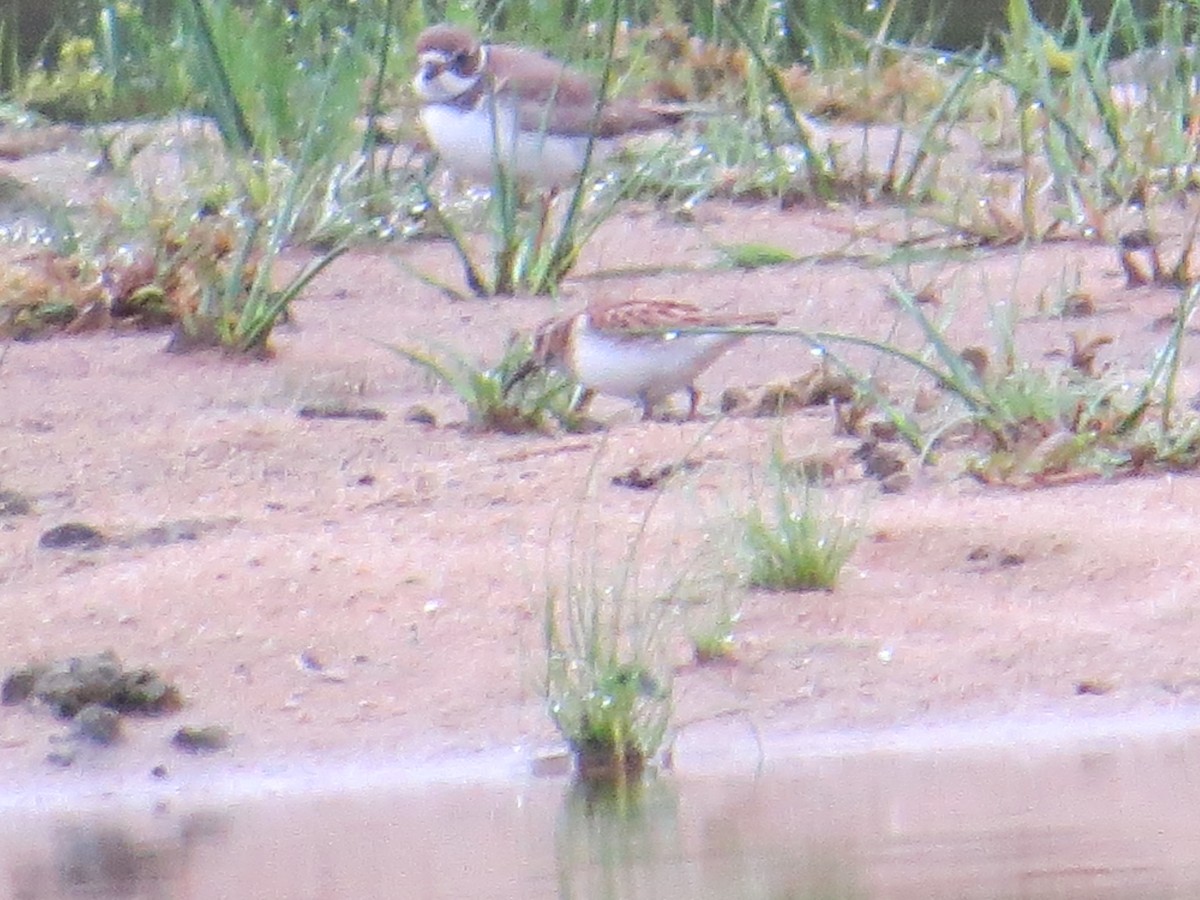 Semipalmated Plover - ML481778341