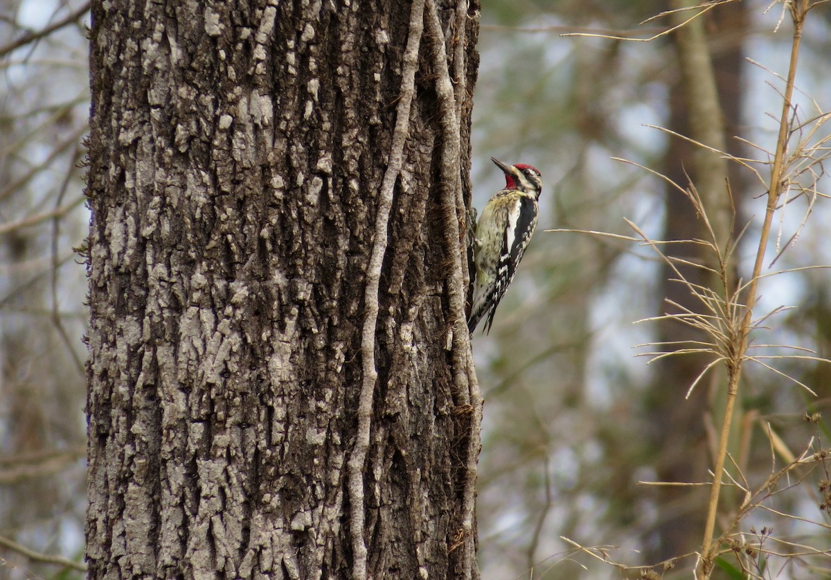 Yellow-bellied Sapsucker - Lois Stacey
