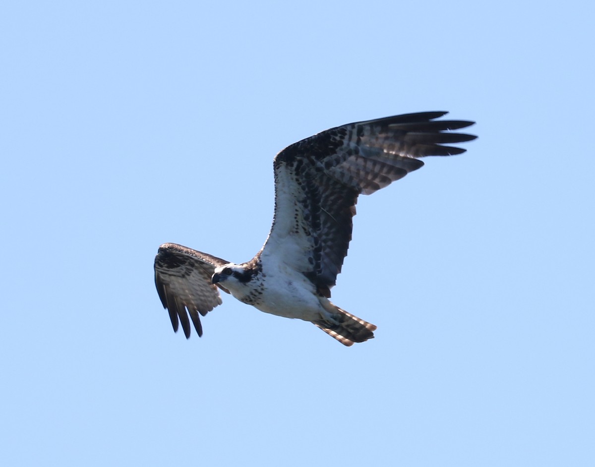 Osprey - ML481779361