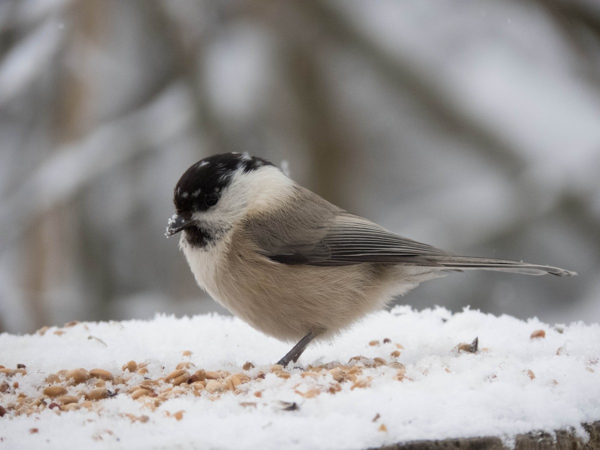 Willow Tit - Hugo Schlenker