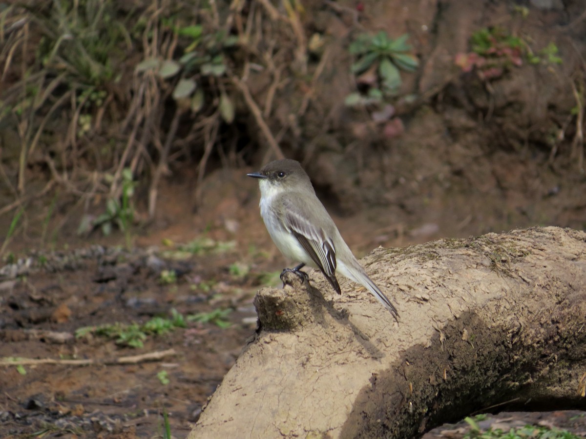 Eastern Phoebe - ML48178031