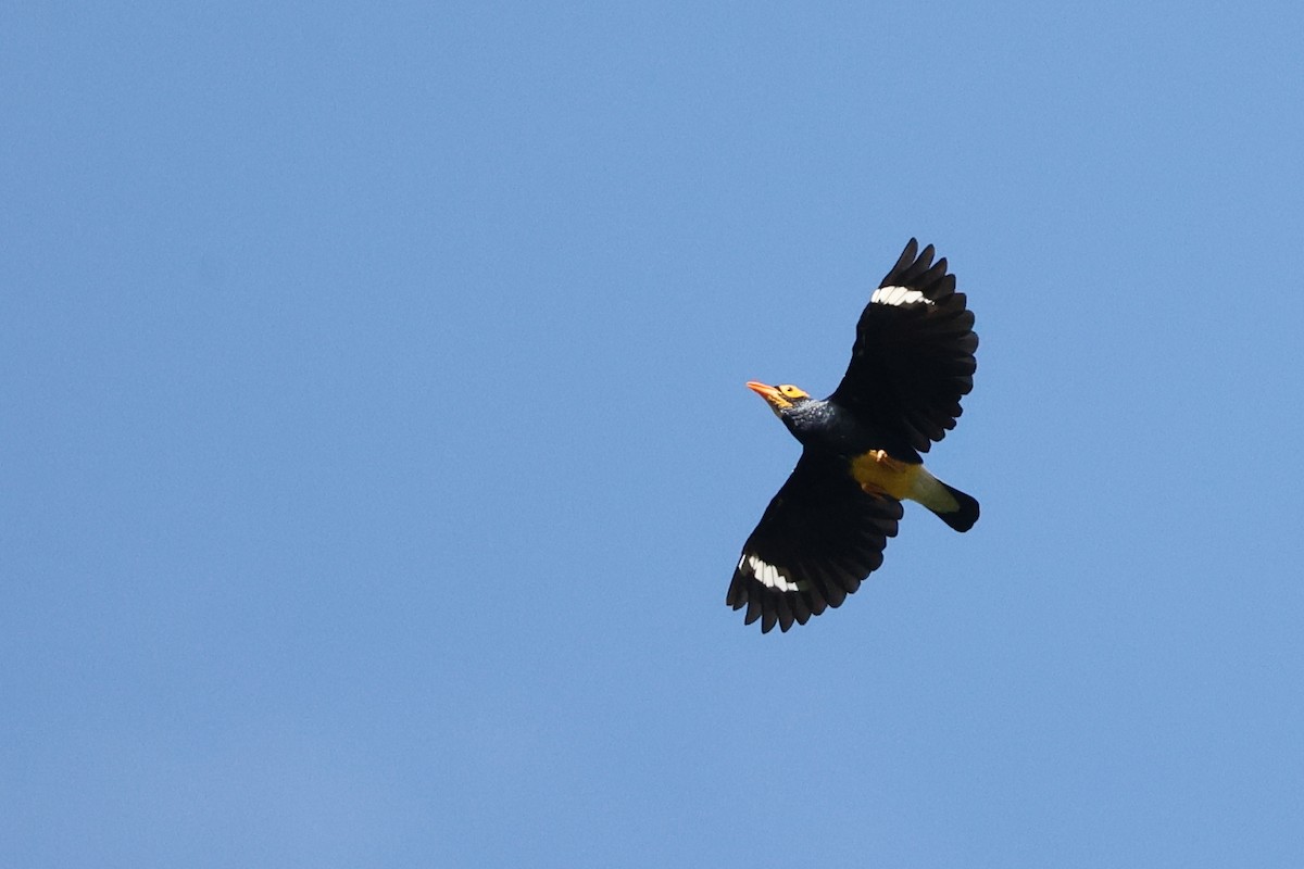 Yellow-faced Myna - Trevor Hardaker