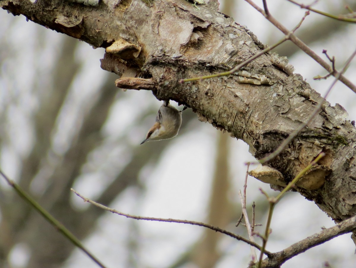 Brown-headed Nuthatch - ML48178091