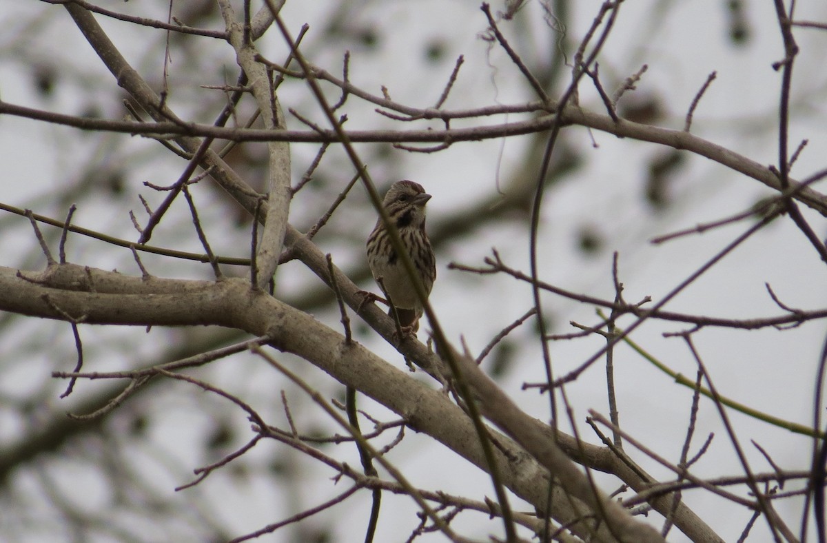 Song Sparrow - ML48178141