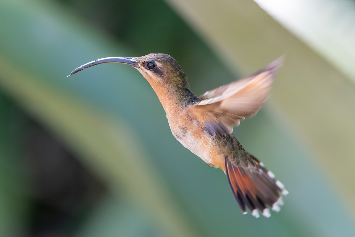 Rufous-breasted Hermit - ML481781451