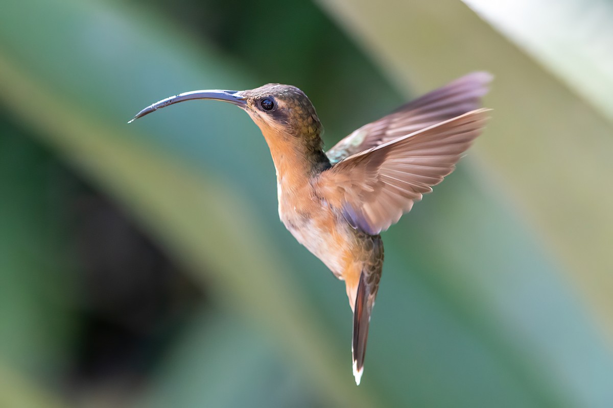 Rufous-breasted Hermit - ML481781531