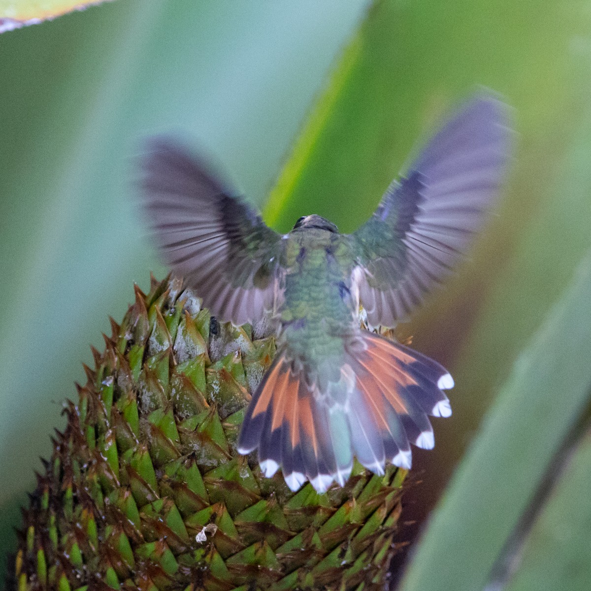 Rufous-breasted Hermit - ML481781571