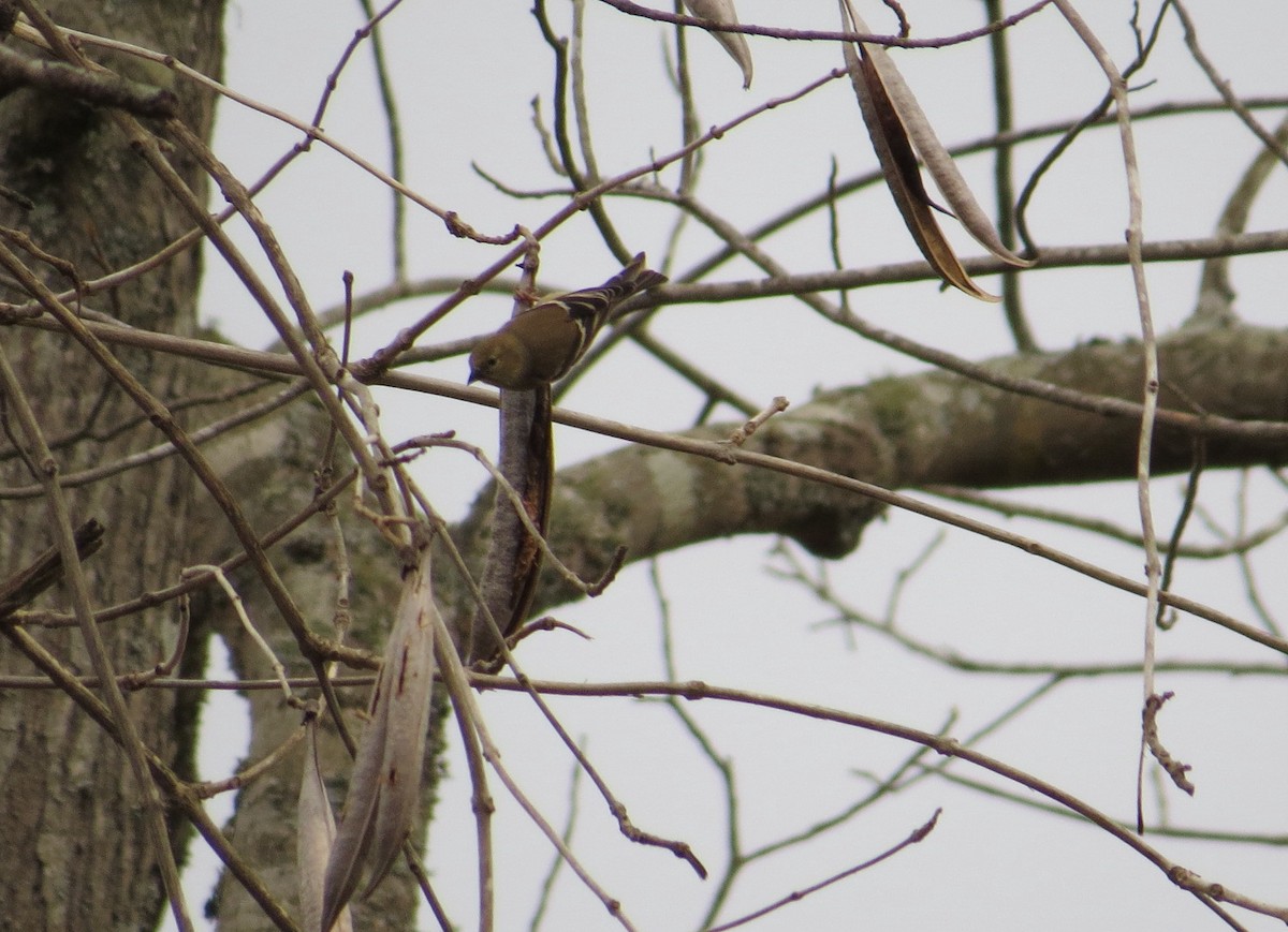 American Goldfinch - ML48178191