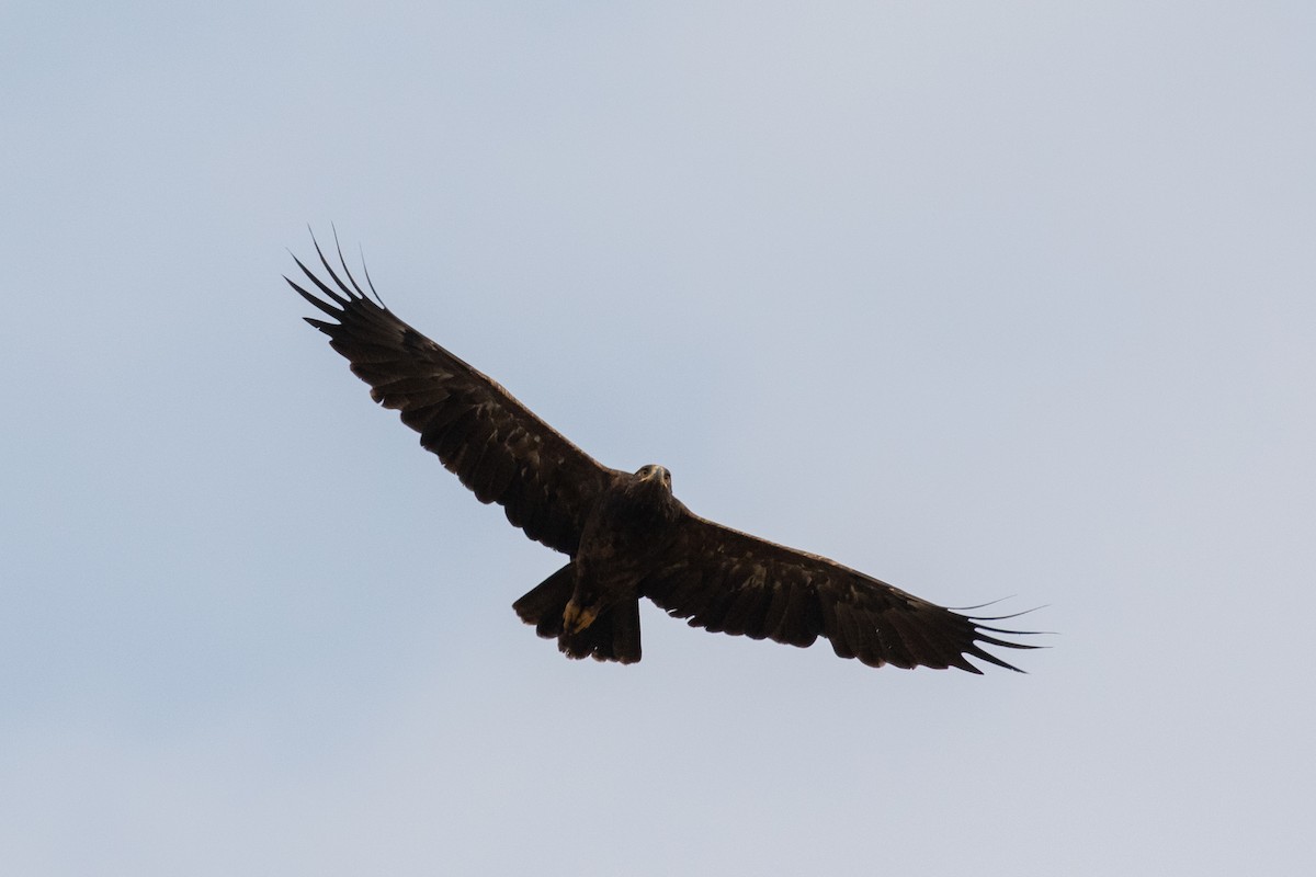 Lesser Spotted Eagle - ML481782431