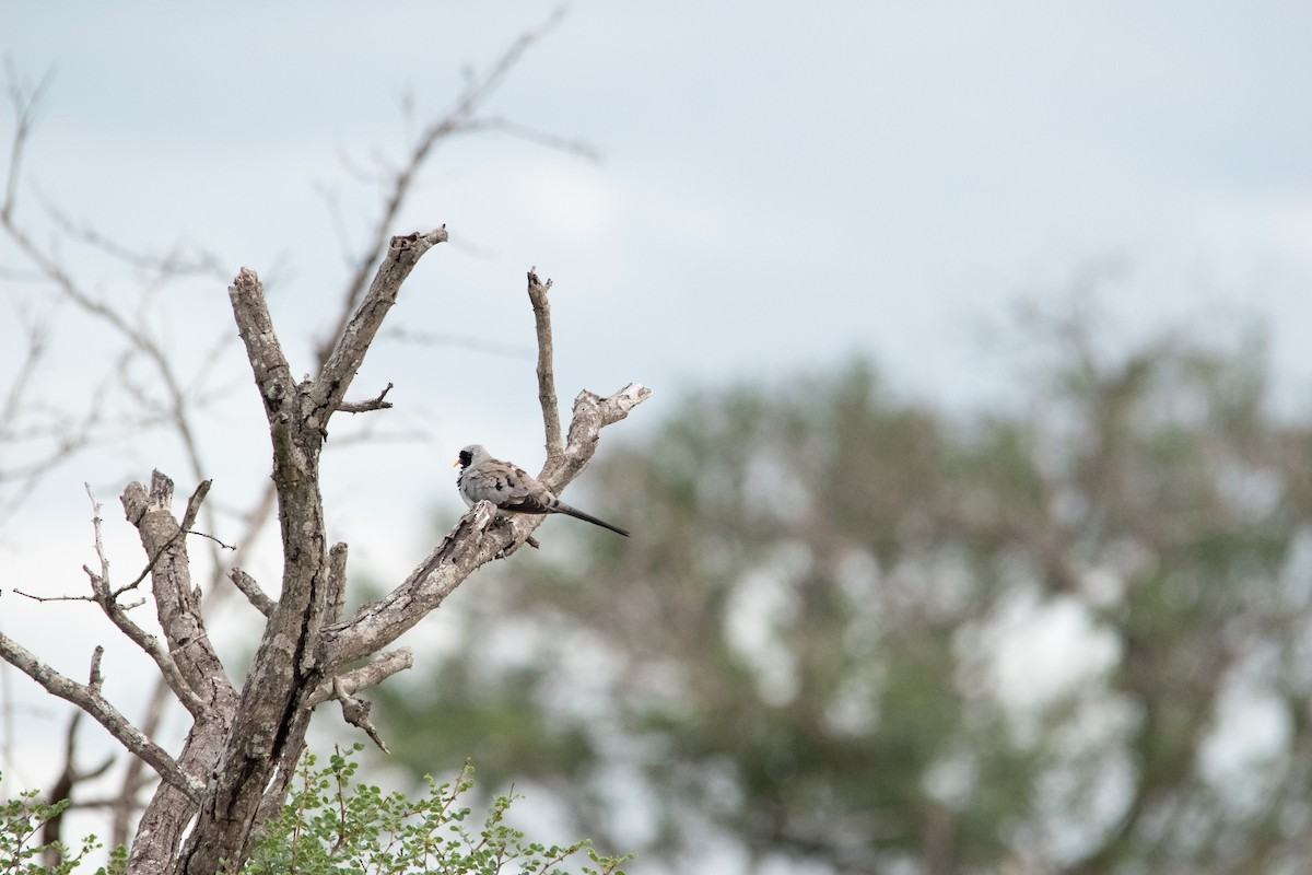 Namaqua Dove - ML481783251