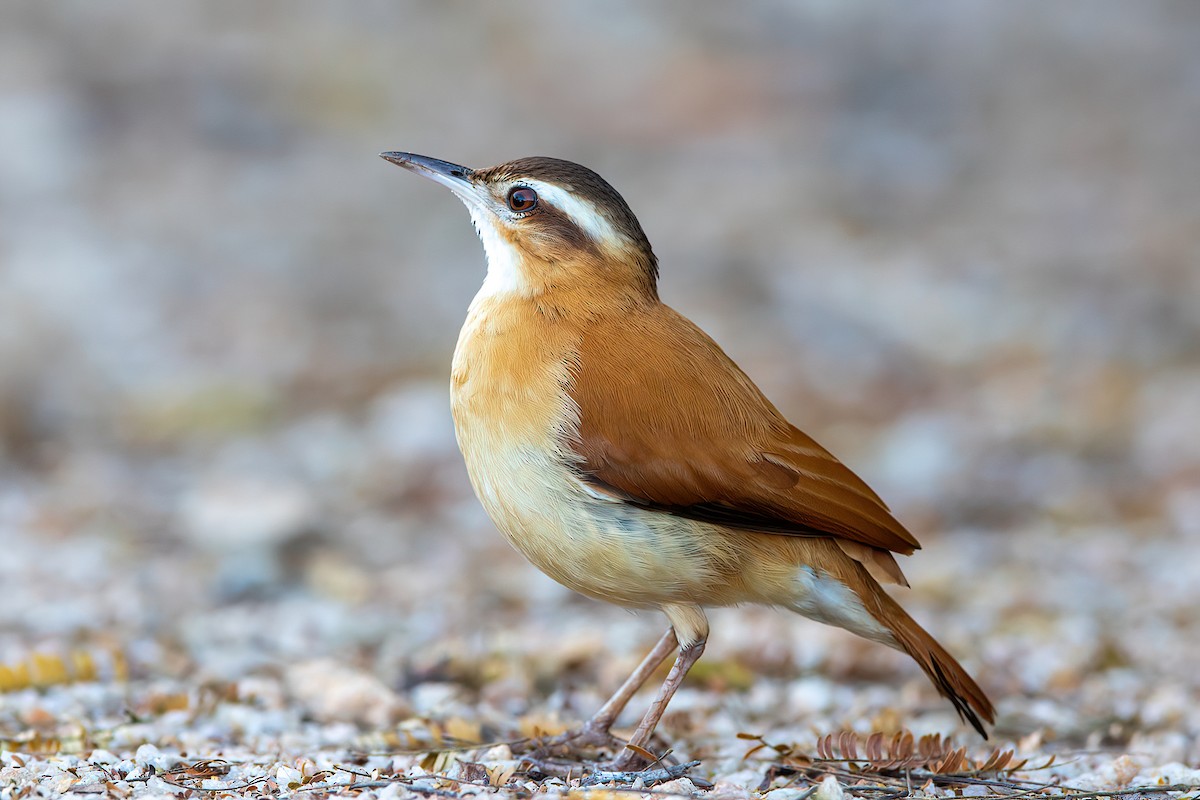 Pale-legged Hornero - Kevin Berkoff