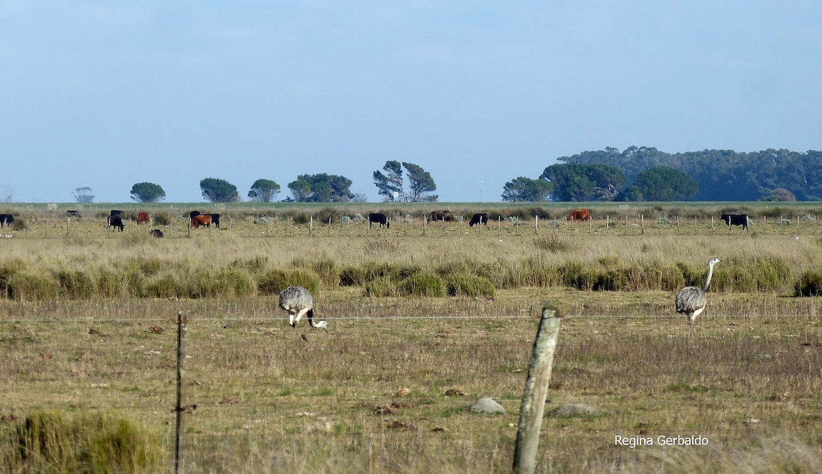 Greater Rhea - regina gerbaldo