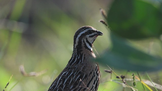 Rain Quail - ML481784261