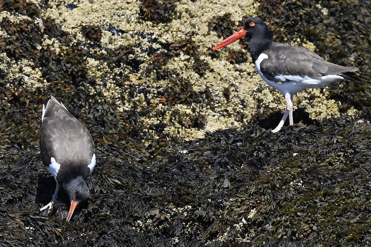 American Oystercatcher - ML481784531