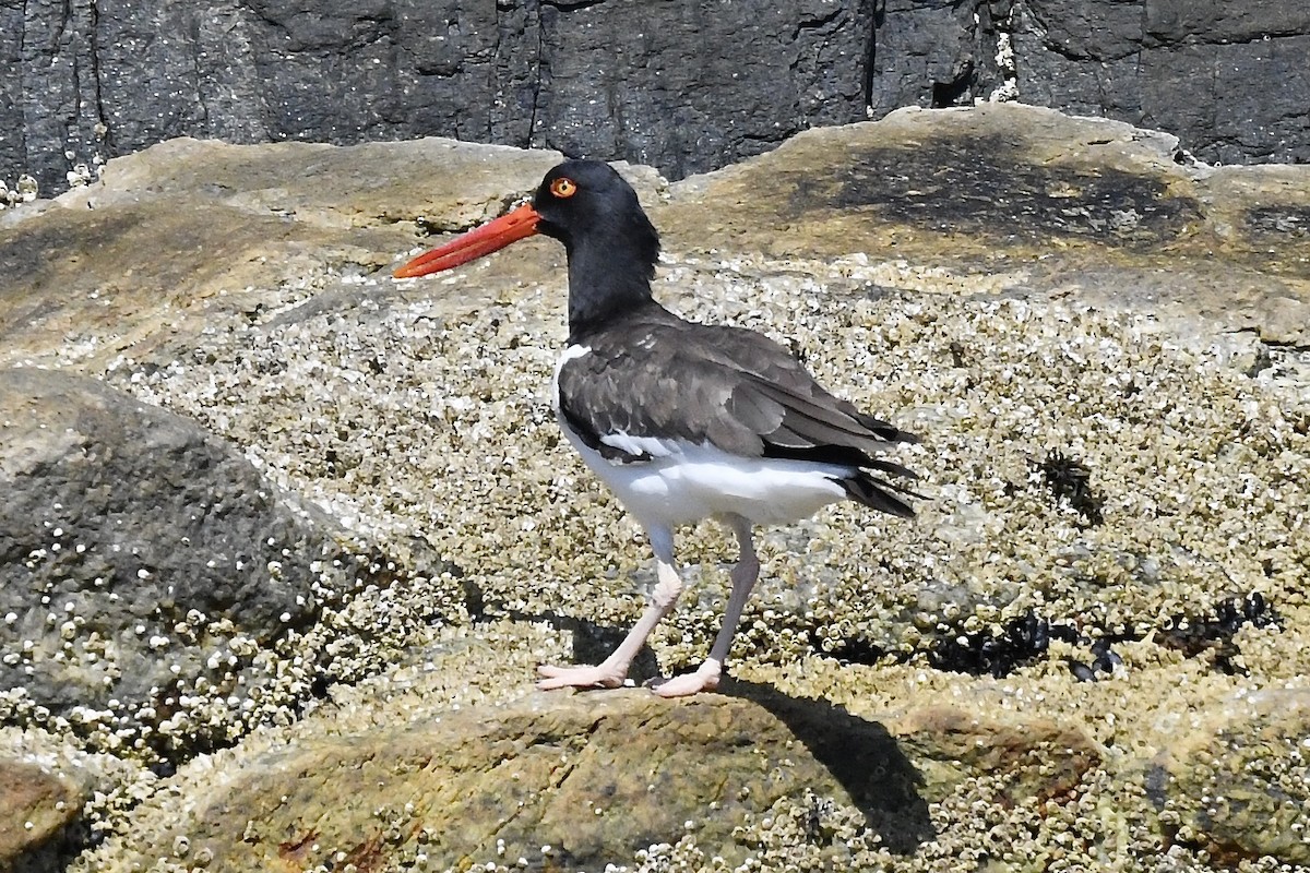 American Oystercatcher - ML481784611