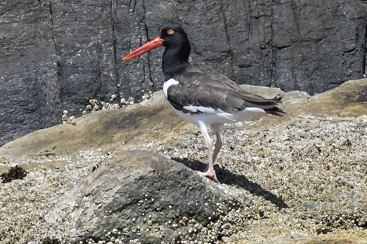 American Oystercatcher - ML481784681