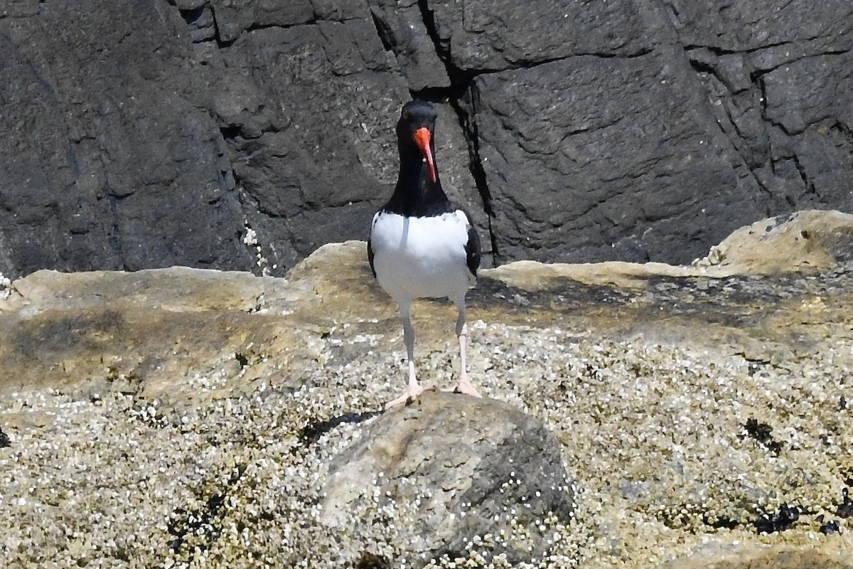 American Oystercatcher - ML481784721