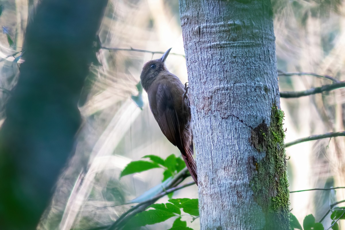 Plain-winged Woodcreeper - ML481785501