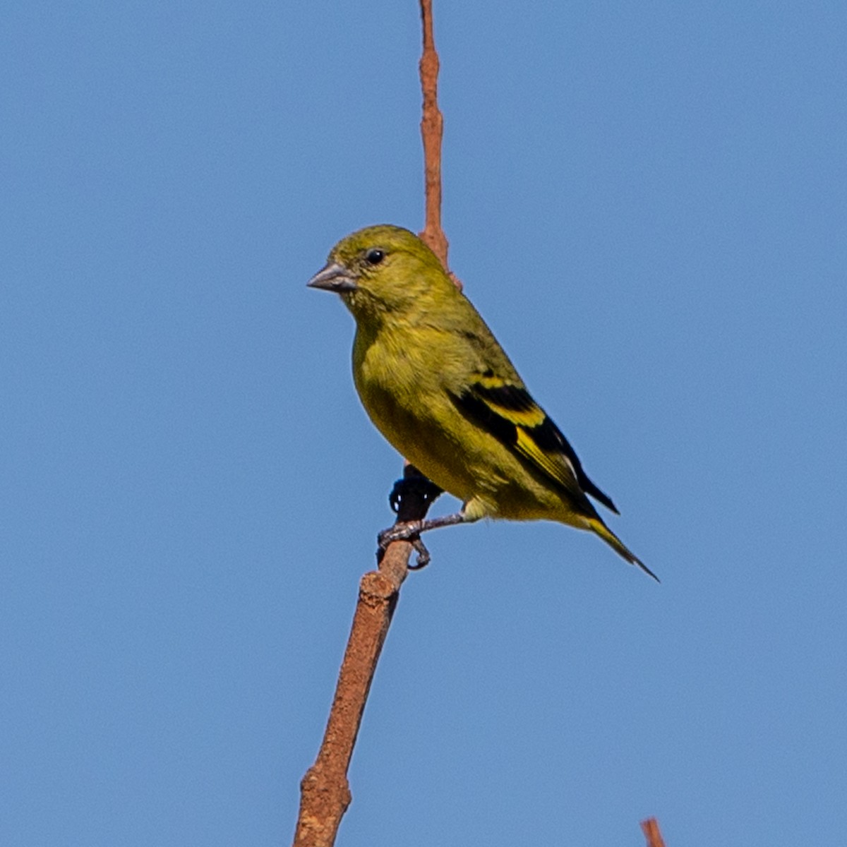 Yellow-faced Siskin - ML481785731