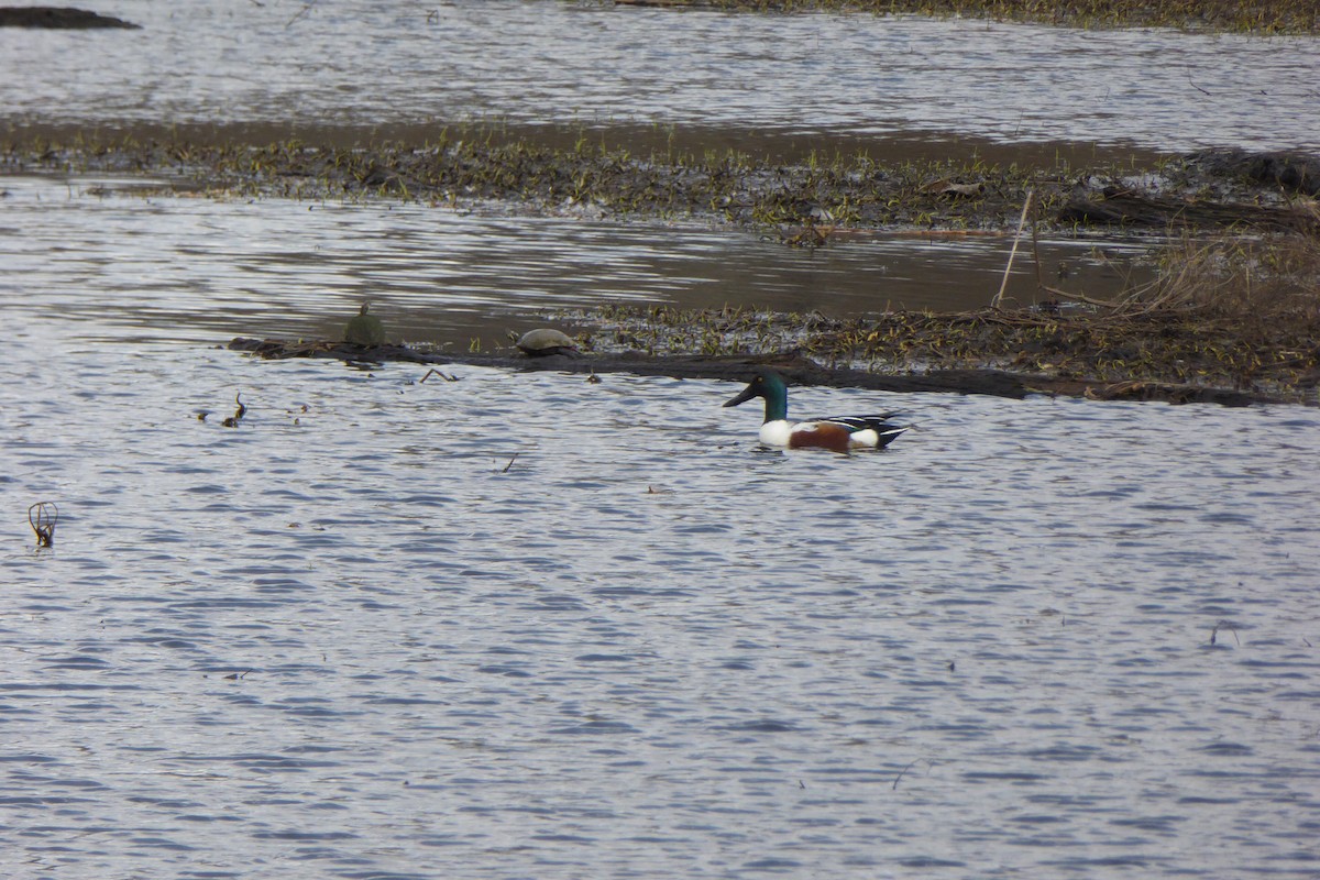 Northern Shoveler - ML48178621