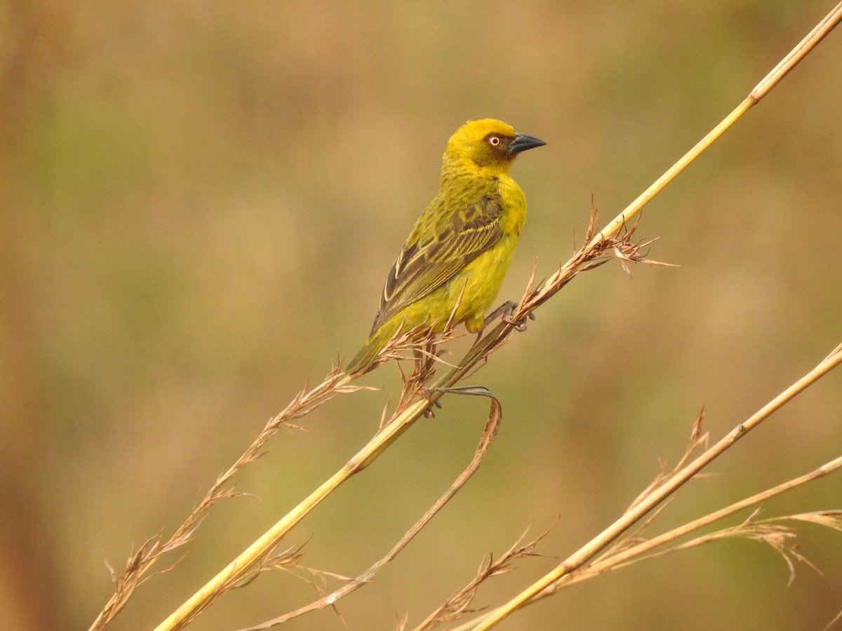 Bocage's Weaver - Paul Ashley