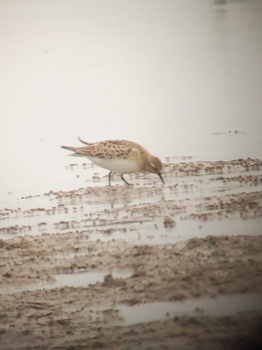 Baird's Sandpiper - ML481787691