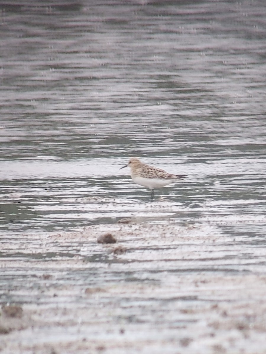 Baird's Sandpiper - ML481787741