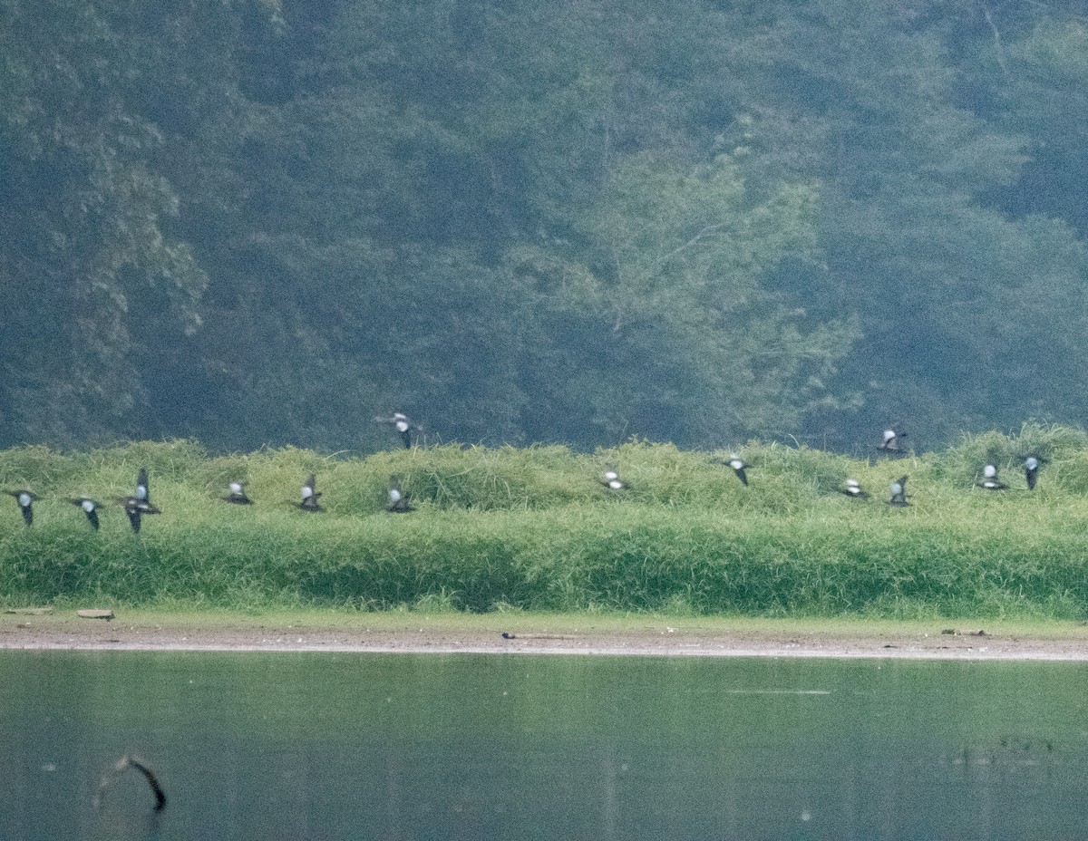 Blue-winged Teal - ML481788091