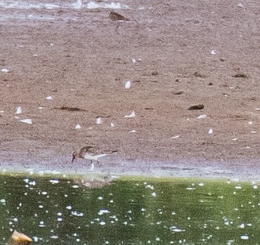 Baird's Sandpiper - ML481788181