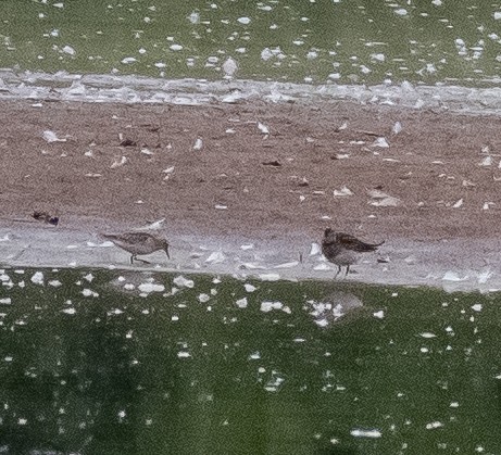 Baird's Sandpiper - Liling Warren