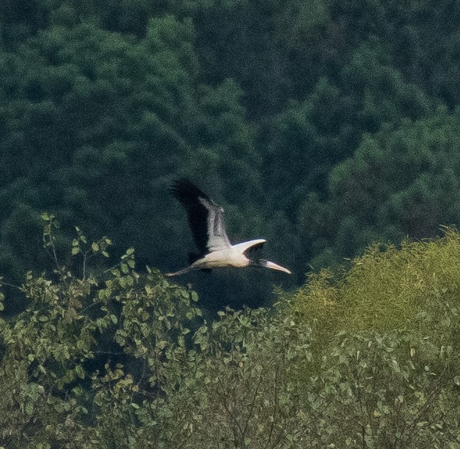 Wood Stork - ML481788361