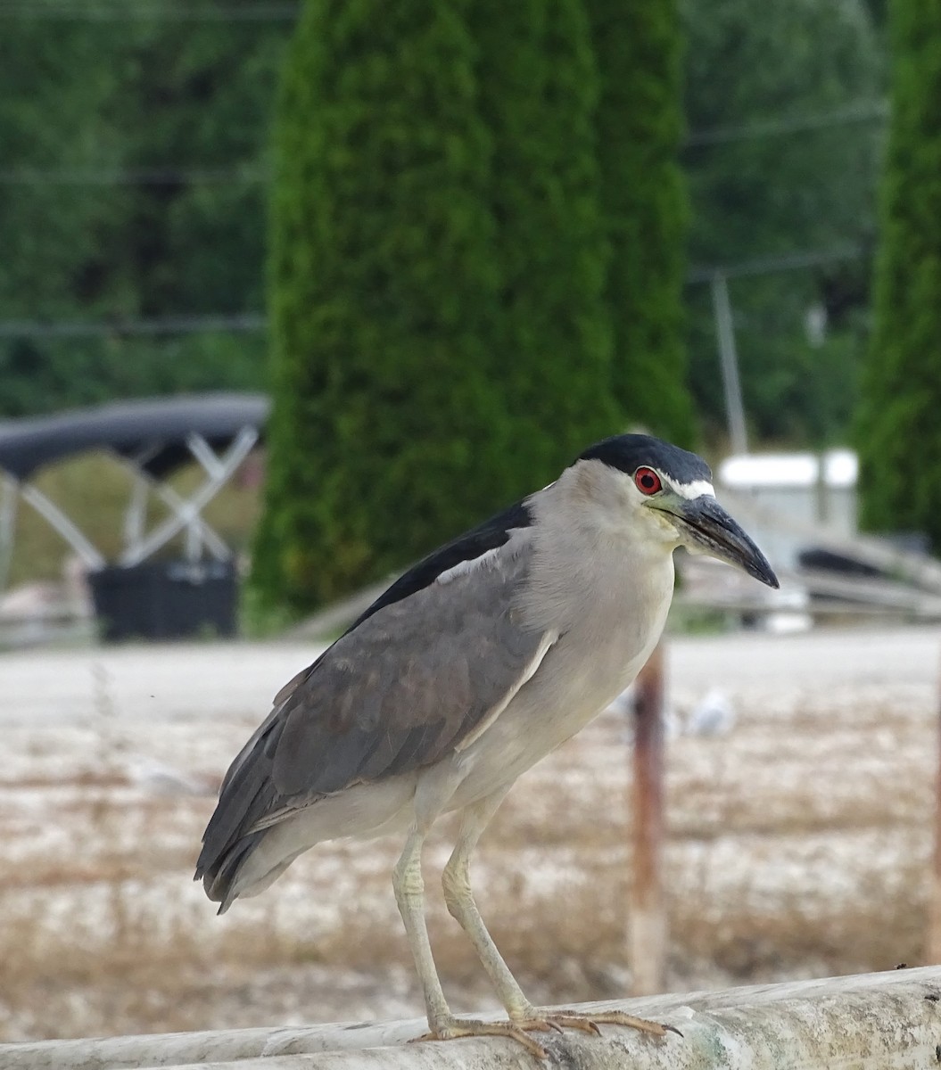 Black-crowned Night Heron - ML481789871