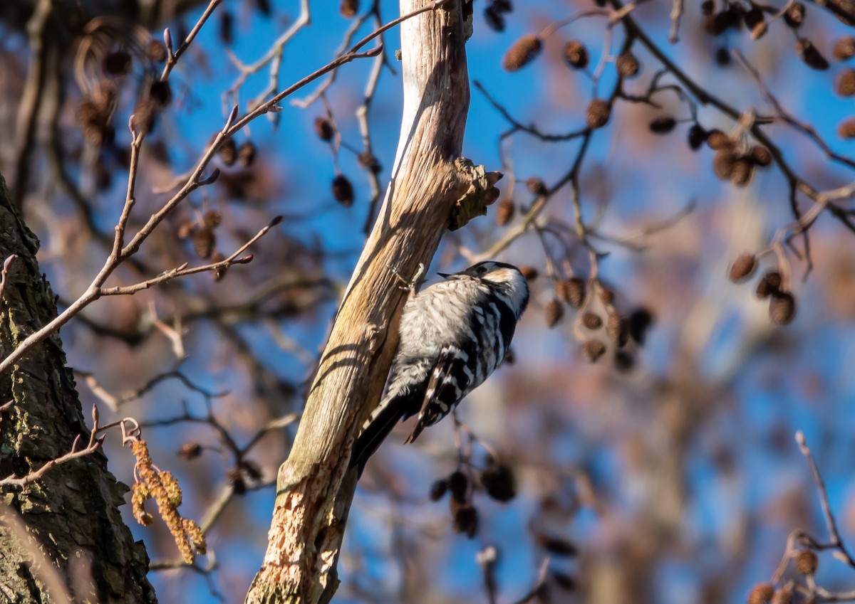 Lesser Spotted Woodpecker - ML481790061