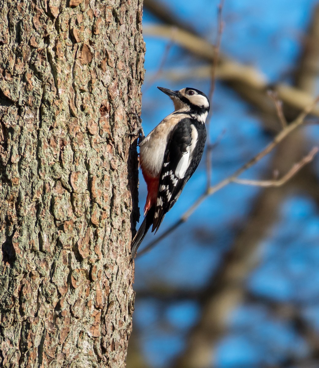 Great Spotted Woodpecker - ML481790101