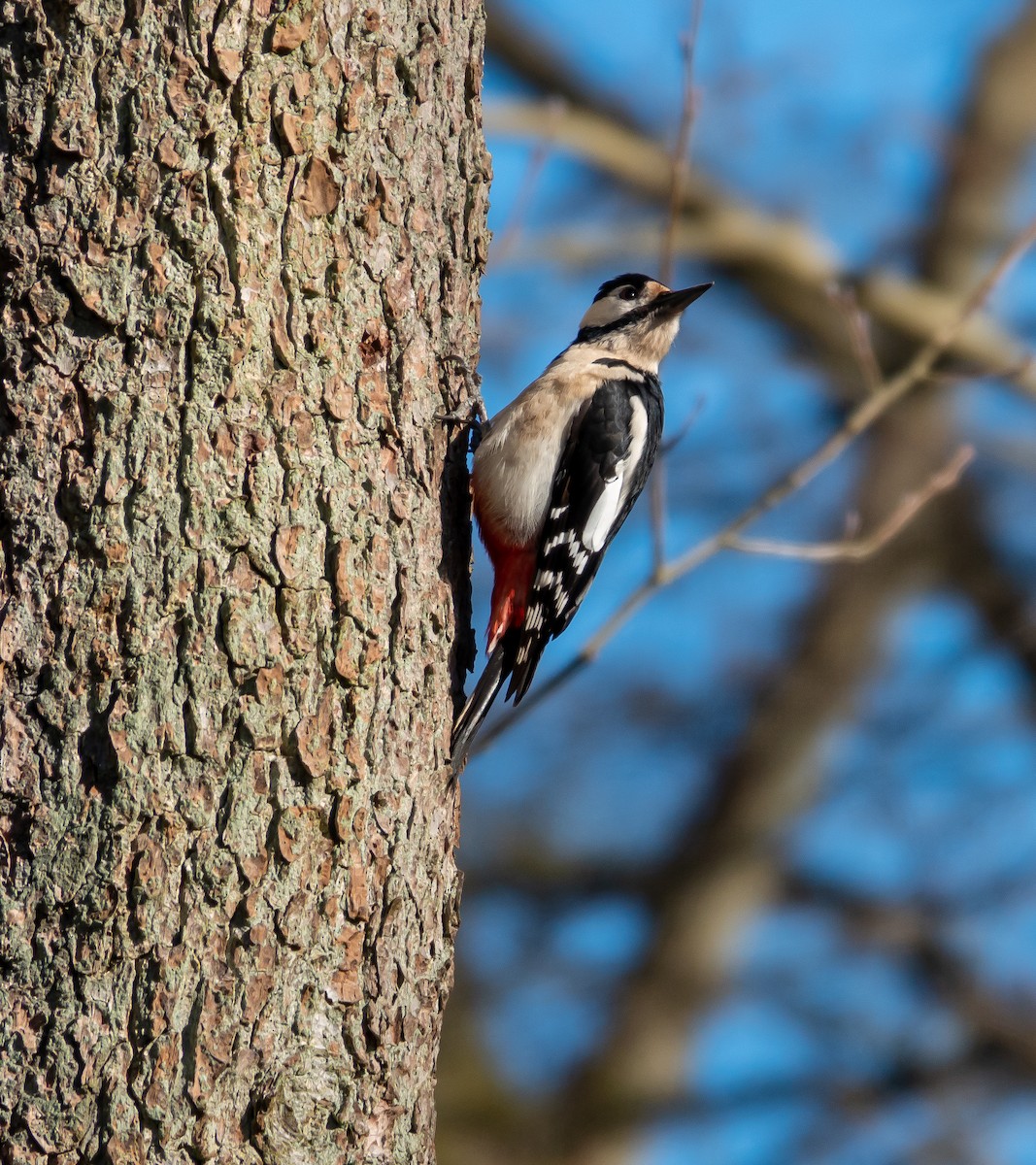 Great Spotted Woodpecker - ML481790131