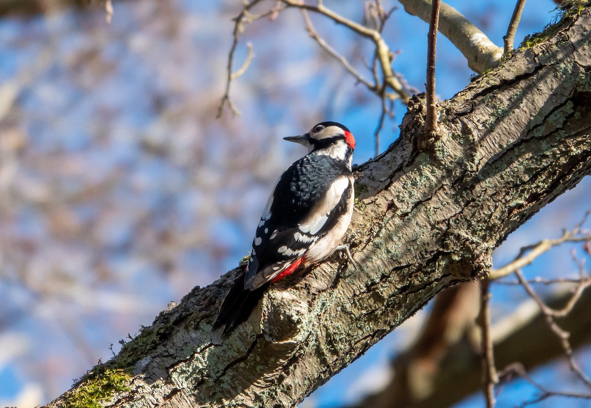 Great Spotted Woodpecker - ML481790151