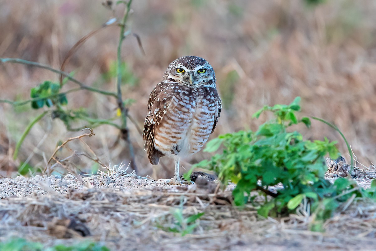 Burrowing Owl - Kevin Berkoff
